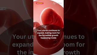 6 WEEK PREGNANT Whats Happening Inside You pregnant pregnancy pregnancysymptoms babyinwomb [upl. by Leiuqese]