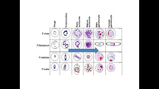 Various stages of Malarial Parasites in PBS [upl. by Hamish]