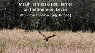 Marsh Harriers amp Hen Harrier and others EarlyJan2024 [upl. by Seabrook386]