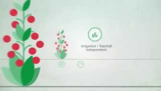 Controlled Release Fertilizers  Single Application Multiple Benefits [upl. by Ayad]