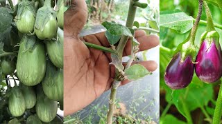 new method of brinjal grafting brinjalgrafting plant grafting flowers [upl. by Elyad236]