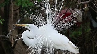 Great egret sound [upl. by Reibaj536]