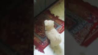 Cute fight pehlapehlapyarhaicutepuppycutefightdogcuteshortsviral [upl. by Broddie]