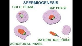 spermiogenesis  spermateleosis mature sperm formation [upl. by Nahseez]