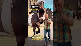 Belgisch trekpaard Valente van Waardzicht Benjamin Kusé shorts horse cheval paard belgiandraft [upl. by Assyla130]