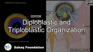 Diploblastic and Triploblastic Organization Biology Lecture  Sabaqpk [upl. by Aoket]