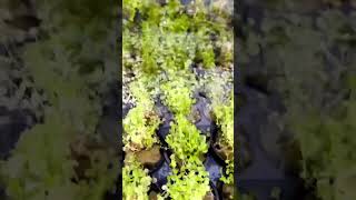 BABY TEARS  CARPETING FOREGROUND PLANT MICRANTHEMUM UMBROSUM Aquarium Plant For Sale [upl. by Concettina]