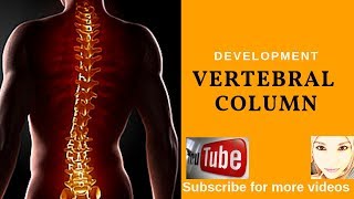 Special embryology  Skeletal system  Vertebral column [upl. by Houston726]