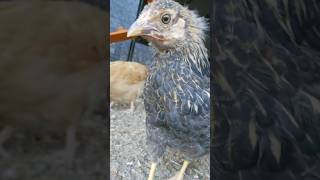 Gold laced wyandotte pullet sneeze [upl. by Liddle]