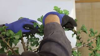 How to bonsai a Ginkgo Biloba from nursery stock part 5 Wiring study [upl. by Selhorst]