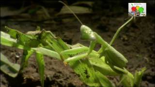 Fourmis quotlégionnairesquot dAfrique [upl. by Leese]