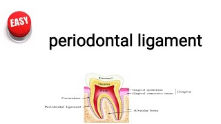 periodontal ligament [upl. by Asaert]