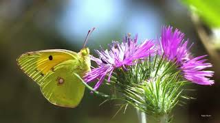 Clouded Yellow butterfly Colias croceus feeding on thistles [upl. by Goldina]