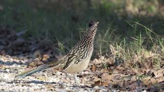 20241113 Greater Roadrunner [upl. by Yelwah]