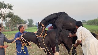 today My best video horse meeting breeding horse meeting breeding viralvideo [upl. by Uehttam]