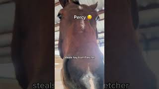 Animals at our Barn and their ✨Problems✨ funny horse shorts trending [upl. by Ellenehc]