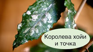 Королева хой и точка [upl. by Alek]