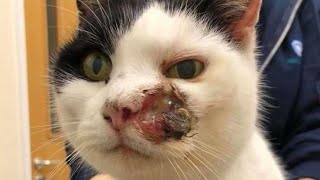 Immense Botfly Maggot Removed From Little Cats Head Part 8 [upl. by Herrmann]