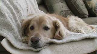 Young Golden Retriever Tries to Get Old Dog to Play Short Film [upl. by Mayman]