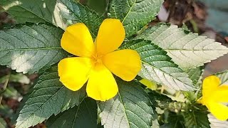 ഡാമിയാന  Damiana the most beautiful decorative plant [upl. by Rafaelle53]