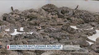 Sweetwater Rattlesnake Roundup A West Texas Tradition [upl. by Ecyrb]