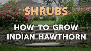 How to Grow Indian Hawthorn [upl. by Eelaras]