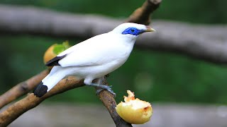 Estornino de Bali  Leucopsar rothschildi  Bali myna [upl. by Bokaj]