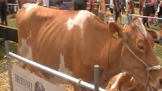 Guernsey Cows [upl. by Ynettirb971]