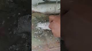 Fast removing scale fish in seconds [upl. by Aicelav]