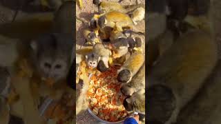 給餌タイムに集まってくるリスザル Squirrel Monkey Eating Time【海の中道海浜公園動物の森】shorts animals 動物園 [upl. by Sinnaiy]