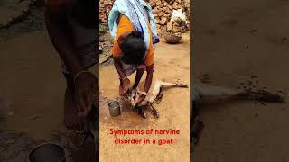 Nervine symptoms in a goat [upl. by Terag]