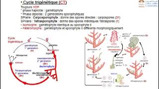 Biologie végétale part 3les cycles de développement des thallophytes chlorophylliens [upl. by Laenej122]