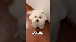 091 Baby dog cute puppy barking 4kviral shorts shortvideos [upl. by Barbara]