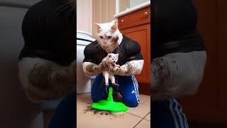 The Muddy Misadventures 🐾💩 From Bath Time to Chaos 😱cat cattalescatfunnyvideosshorts catvideos [upl. by Yelraf]