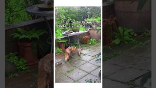 watchvthe Fox act❤ rare rareitem russia секретфокуса kitten cuteanimals animalpictures new [upl. by Kcerred]