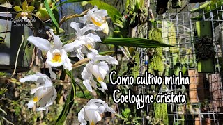 Como cultivo minha Coelogyne cristata [upl. by Relyk739]