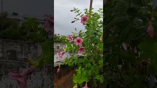 Beautiful almanda blooms 🌺trending terracegarden gardening organic [upl. by Trevar]