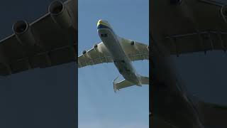 The Largest Plane in History Natures Insight shorts [upl. by Perlman]