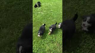 Adorable Bernese Mountain Dog Puppies Available Now [upl. by Ginevra]