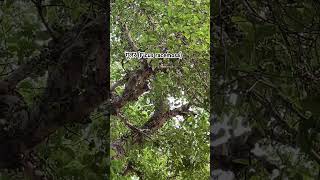 गूलर Ficus racemosafig gk plantas agriculture youtubeshorts channel viralshorts [upl. by Dnalwor]