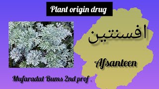 Afsanteen افسنتین  Artemisia absinthium  worm wood plant origin drug  for BUMS 2nd yr [upl. by Alba]