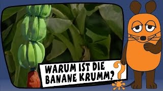 Warum ist die Banane krumm  Sachgeschichten mit Armin Maiwald [upl. by Adnawed]