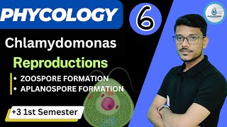 Asexual Reproduction in Chlamydomonas Zoospore amp Aplanospore formation Phycology06 [upl. by Any484]