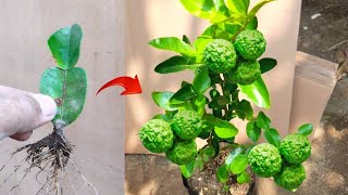 Unbelievable skills Growina a grow Kaffir limes tree from kaffir lime leaves in pots [upl. by Adar15]