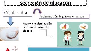 Hormonas Pancreáticas Fisiología 2° C RX [upl. by Hanauq]