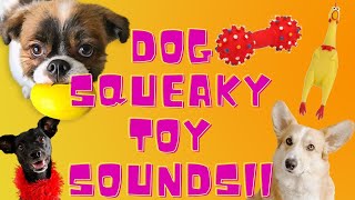 Dog Squeaky Toy Sounds  Squeak Sound Dogs Love [upl. by Martelle]