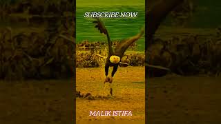 Shikari full action movie hunter experiment malik malikistifa irt vlog malik irtaza ijtiba [upl. by Ifar629]