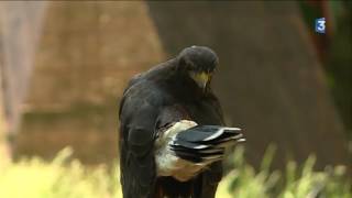 Stage de fauconnerie au Bois des Aigles dans lEure [upl. by Dlareme353]