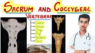 Sacrum and Coccygeal Vertebrae  Species differences🔥🔥  Aniket tyagi [upl. by Eyks]