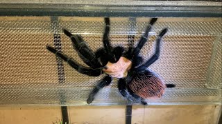 Brachypelma Albiceps 2 Weeks After Her Moult [upl. by Aihsercal391]